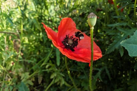 CONTAO_NATURE_THEME_Hummel_an_Mohn