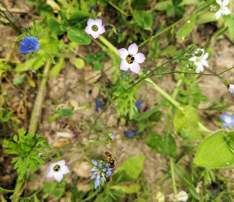 CONTAO_NATURE_THEME_Wildbiene_in_Wildblumenwiese