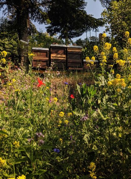 CONTAO_NATURE_THEME_Bienenstöcke_in_Wildblumenwiese